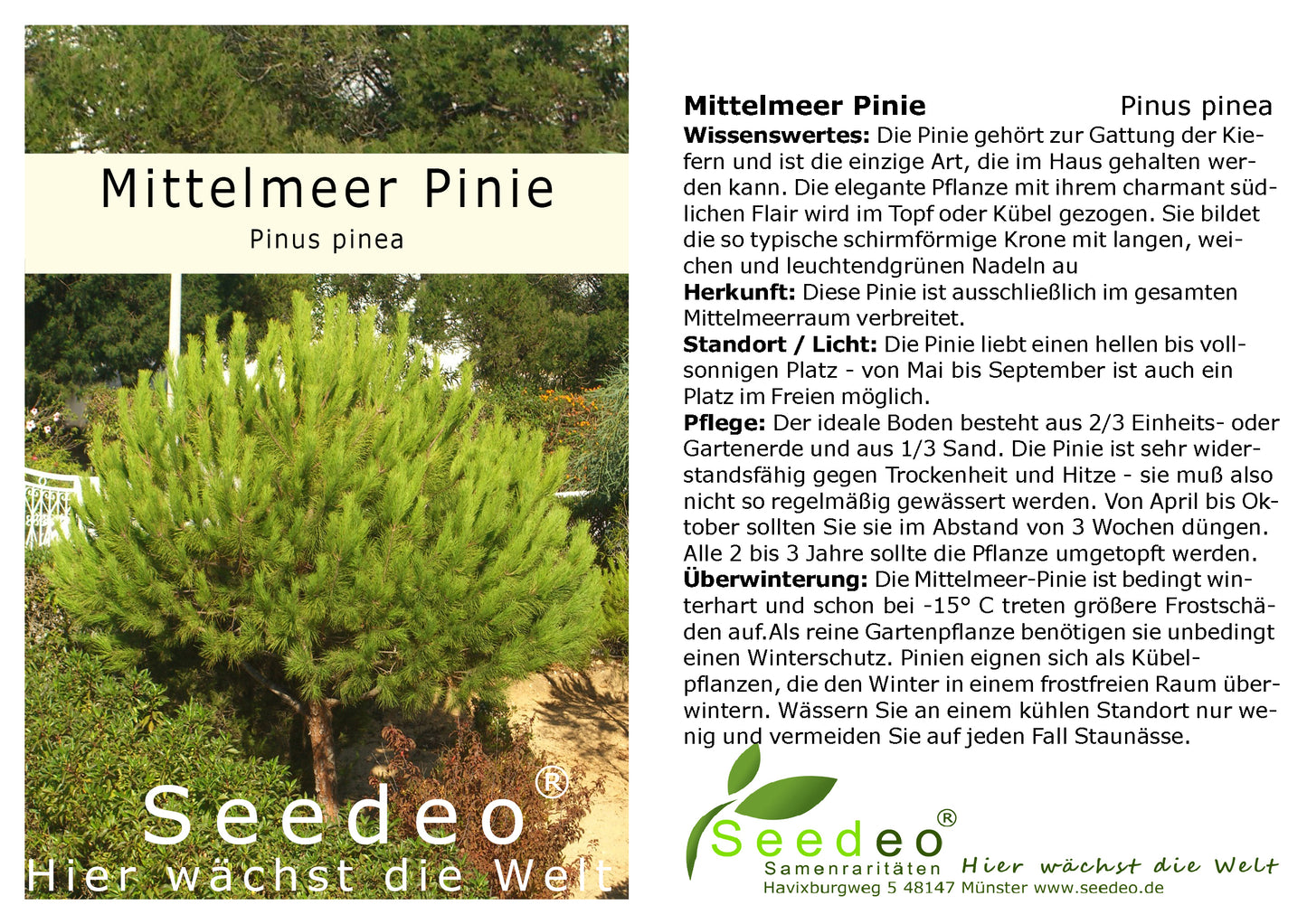 Geschenk-Edition Baum im Sternentopf – 2-jährige Jungpflanze Mittelmeer-Pinie (Pinus pinea)