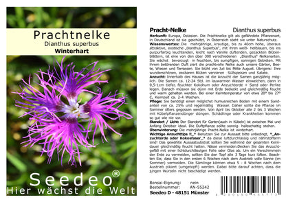 Seedeo® Pracht-Nelke (Dianthus superbus) 100 Samen