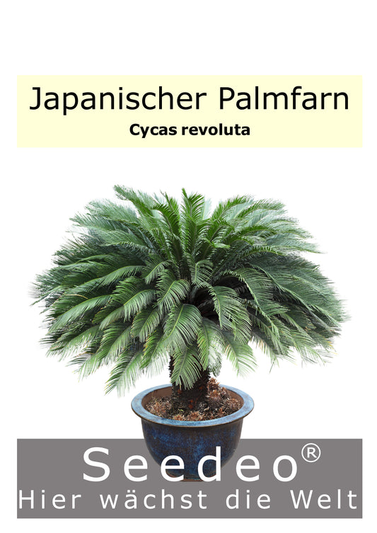 Seedeo® Japanischer Palmfarn (Cycas revoluta) 2 Samen