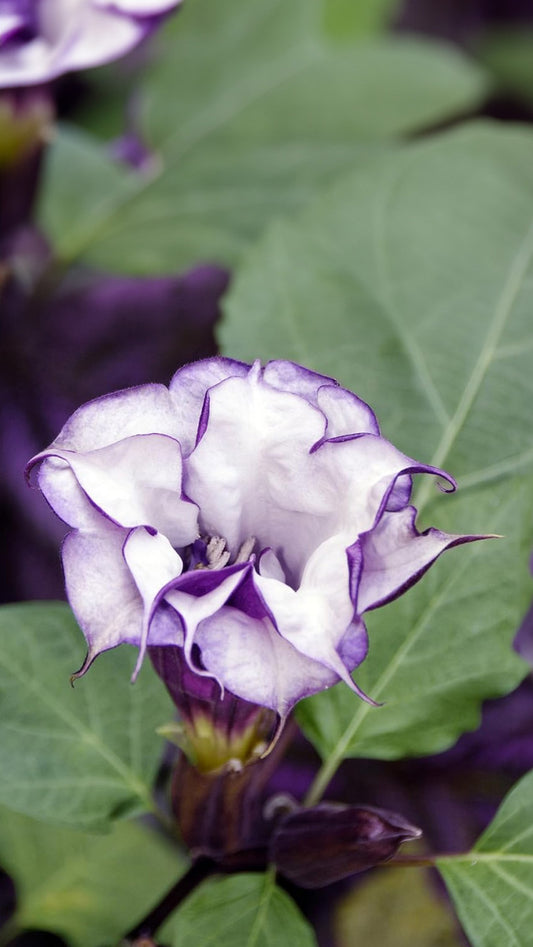 Seedeo® Teufelstrompete (Datura metel) 10 Samen