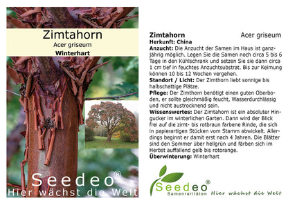 Seedeo® Zimtahorn Pflanze ca. 30 cm - 50 cm hoch