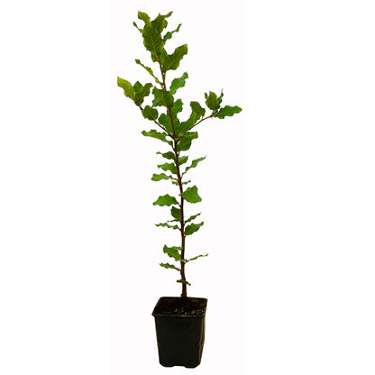 Seedeo® Gartenjuwelen: 4 verschiedene Eichen als Jungpflanzen