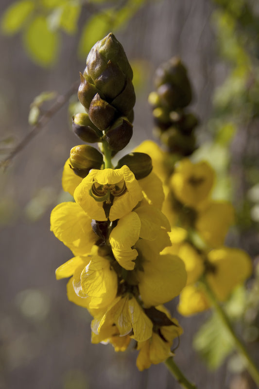 Seedeo® Kassie/Indische Gewürzrinde (Senna didymobotrya) 20 Samen