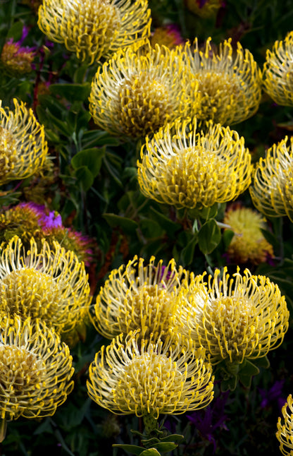 Seedeo® Nadelkissen Protea Yellow Bird (Leucospermum cordifolium) 7 Samen
