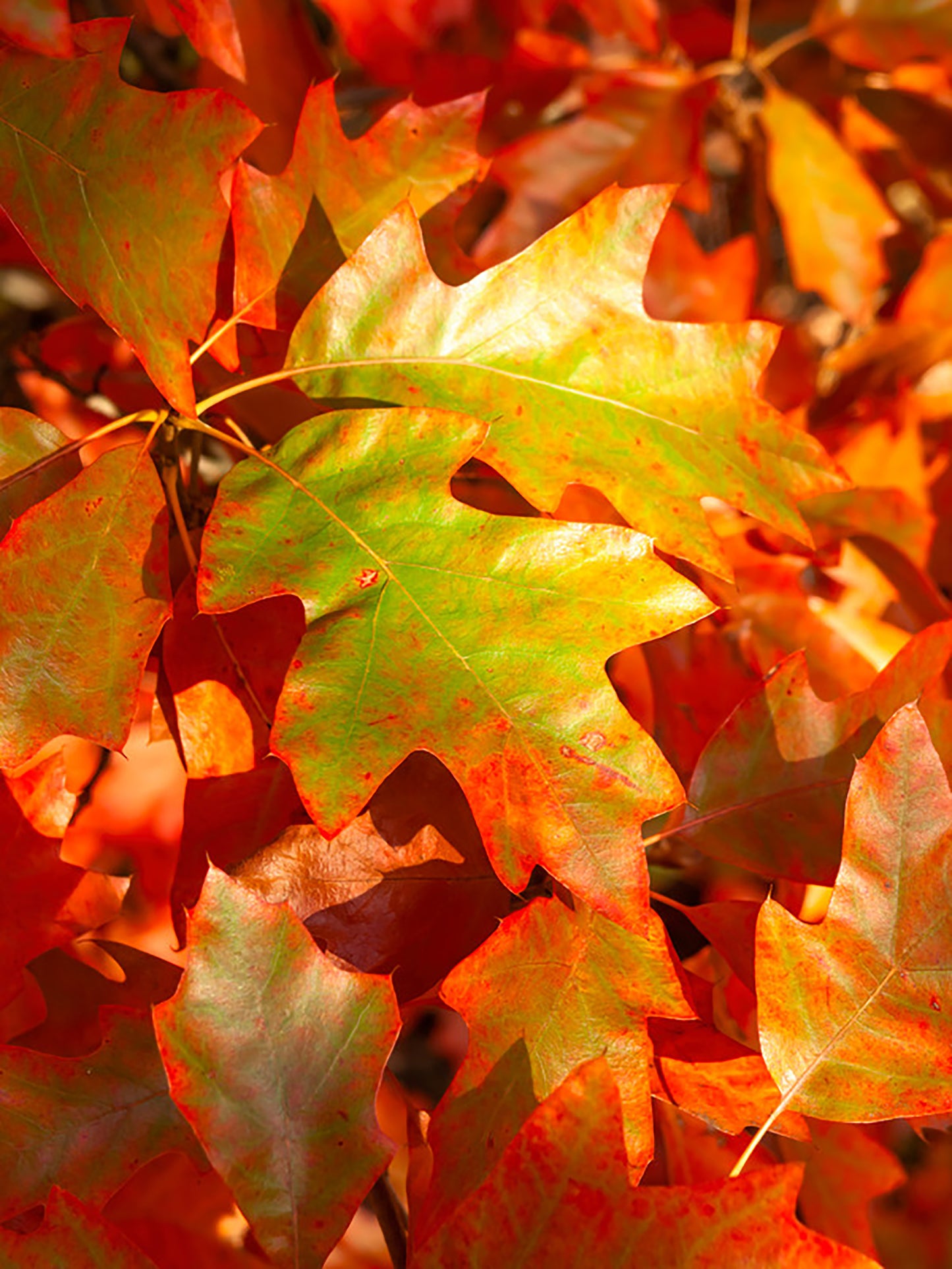 Seedeo® Buscheiche (Quercus ilicifolia) Pflanze ca. 30-55 cm hoch