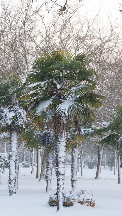 Seedeo® Hanfpalme Trachycarpus wagnerianus 8 Samen