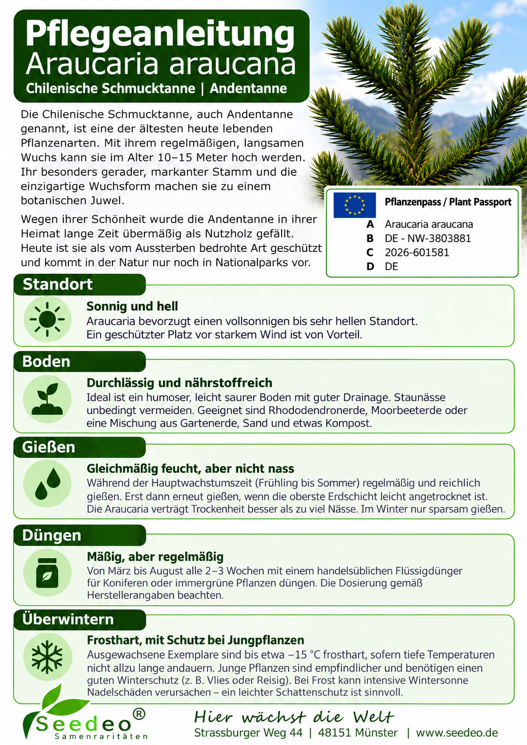 Seedeo® Chilenische Andentanne (Araucaria araucana) Pflanze ca. 10-20 cm hoch