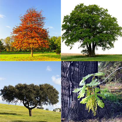 Seedeo® Gartenjuwelen: 4 verschiedene Eichen als Jungpflanzen