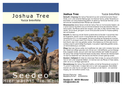 Seedeo® Joshua Tree (Yucca brevifolia) 10 Samen