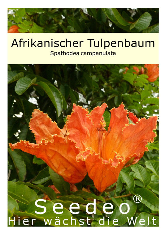 Seedeo® Afrikanischer Tulpenbaum (Spathodea campanulata) 30 Samen