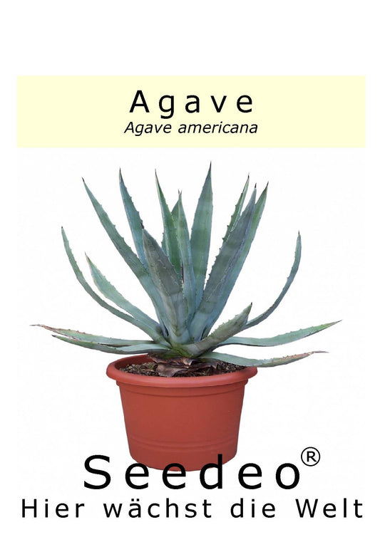 Seedeo® Agave - Agave americana 10 Samen
