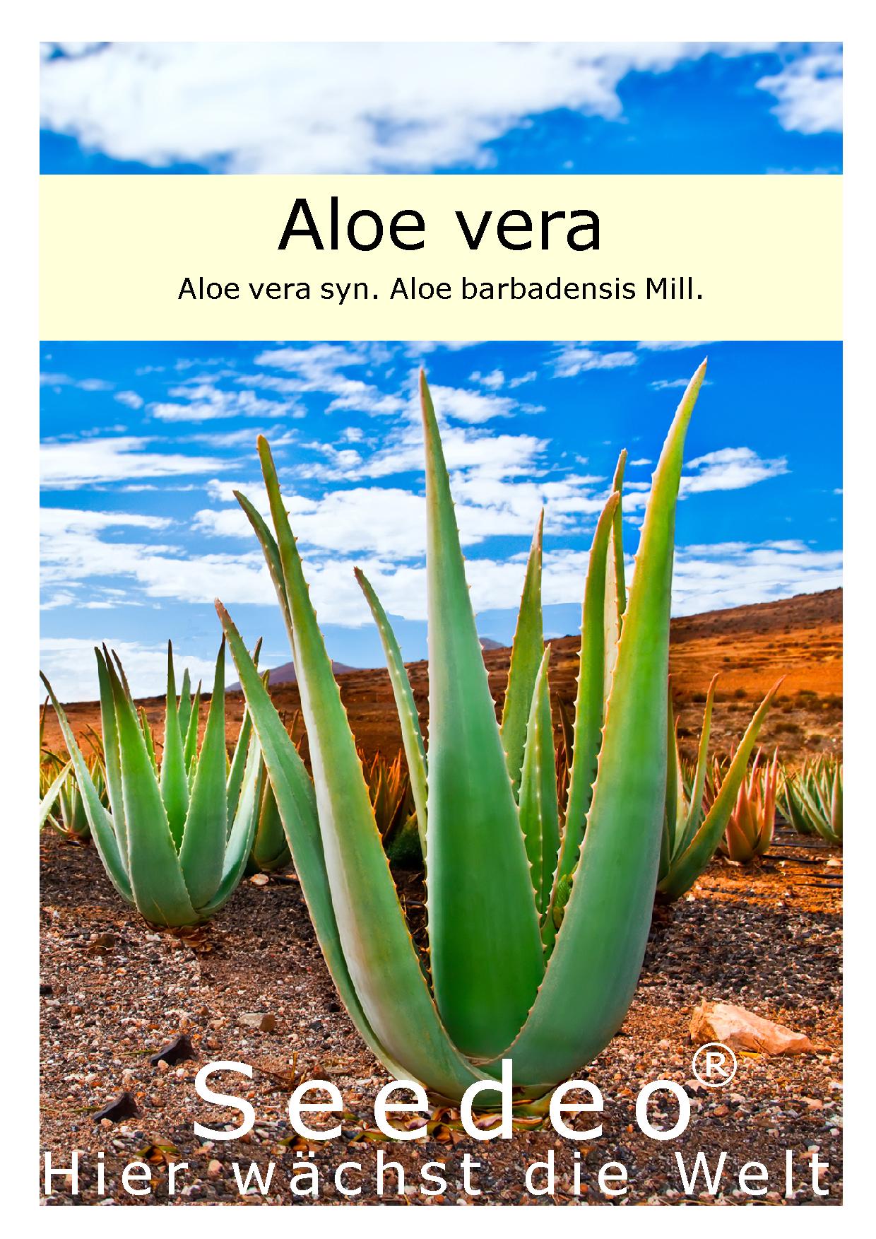 Seedeo® Aloe vera ( Aloe vera syn. Aloe barbadensis) 15 Samen