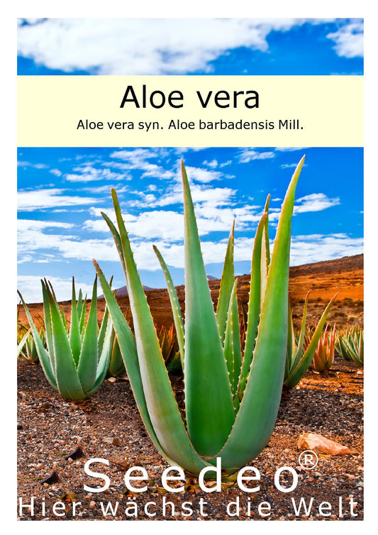 Seedeo® Aloe vera ( Aloe vera syn. Aloe barbadensis) 15 Samen