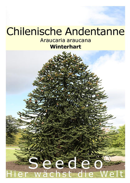 Seedeo® Chilenische Andentanne (Araucaria Araucana) 3 Samen