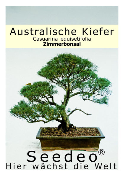 Seedeo® Australische Kiefer (Casuarina equisetifolia) Bonsai 100 Samen