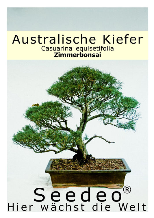 Seedeo® Australische Kiefer (Casuarina equisetifolia) Bonsai 100 Samen