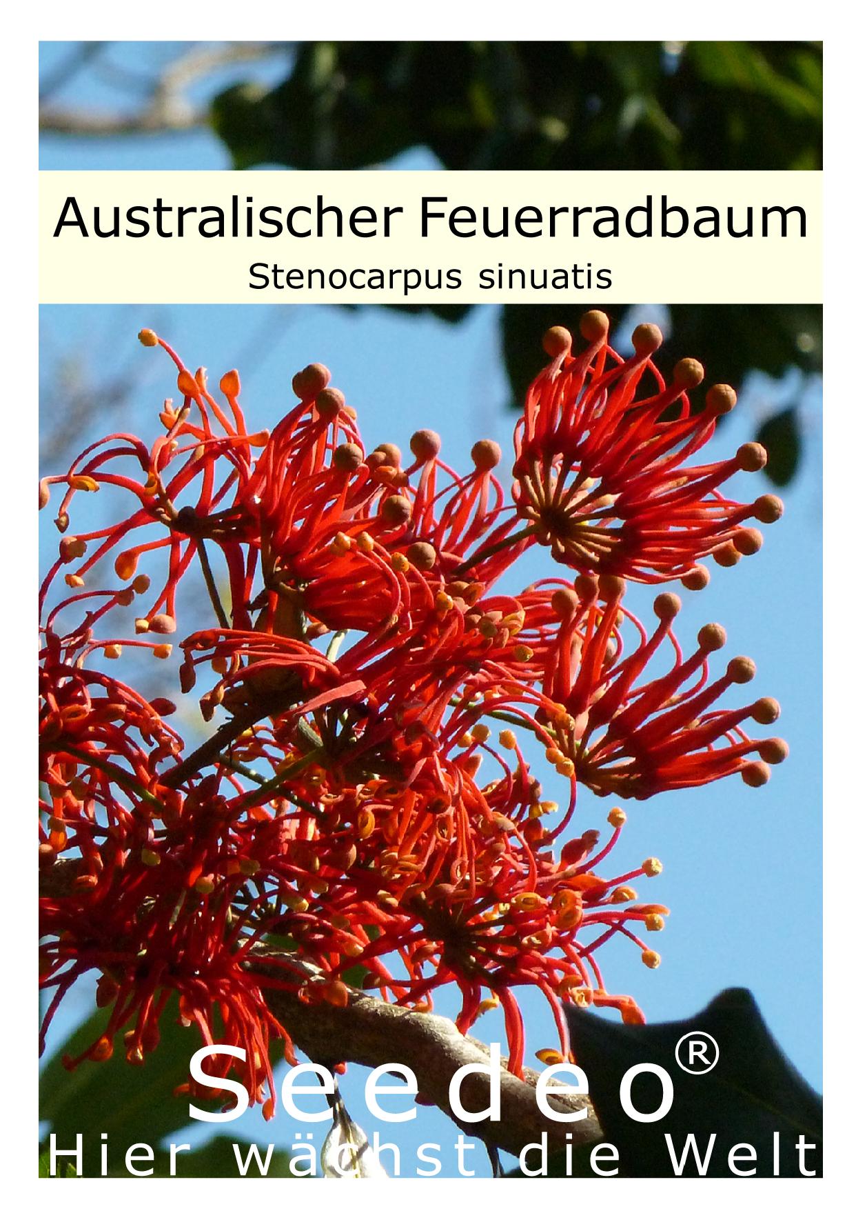 Seedeo® Australischer Feuerradbaum (Stenocarpus sinuatus) 25 Samen
