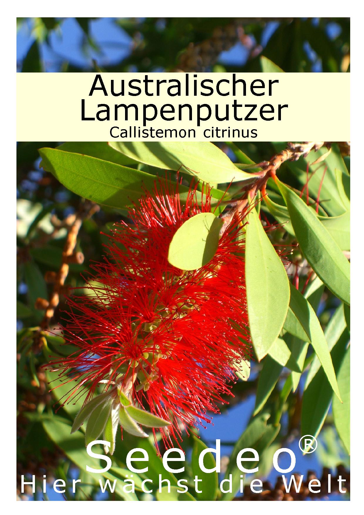 Seedeo® Australischer Lampenputzer (Callistemon citrinus) 300 Samen