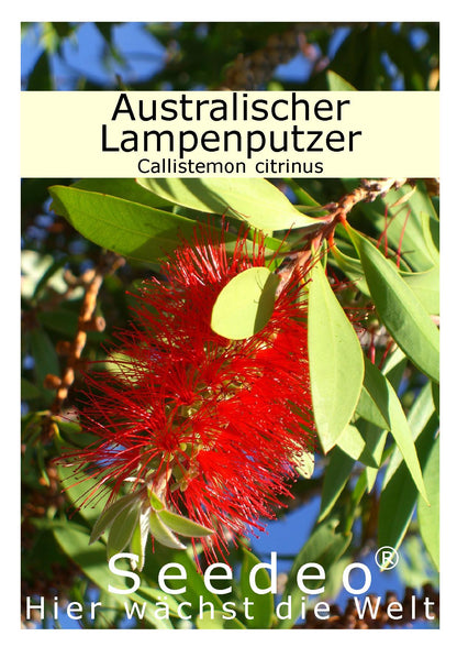 Seedeo® Australischer Lampenputzer (Callistemon citrinus) 300 Samen