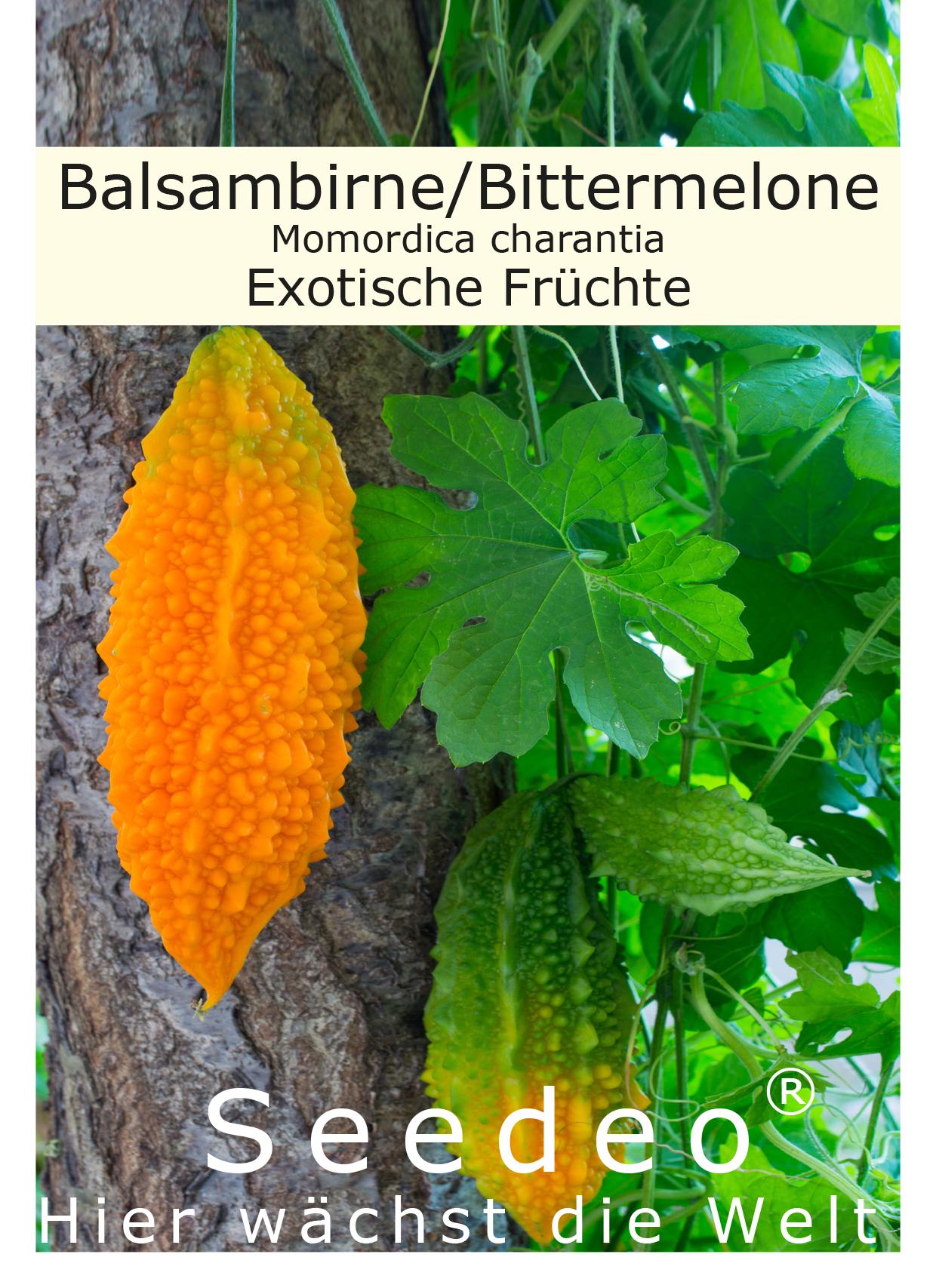 Seedeo® Balsambirne, Bittermelone (Momordica charantia) 10 Samen