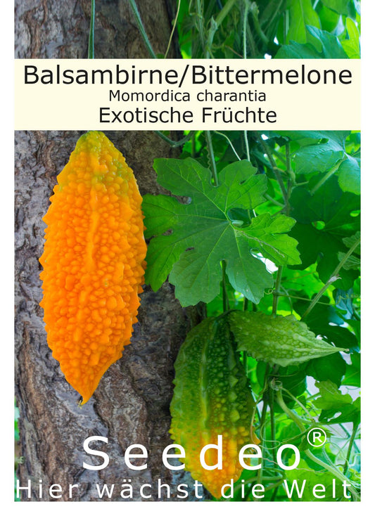 Seedeo® Balsambirne, Bittermelone (Momordica charantia) 10 Samen
