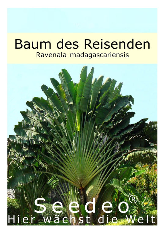 Seedeo® Baum des Reisenden (Ravenala madagascariensis) 10 Samen