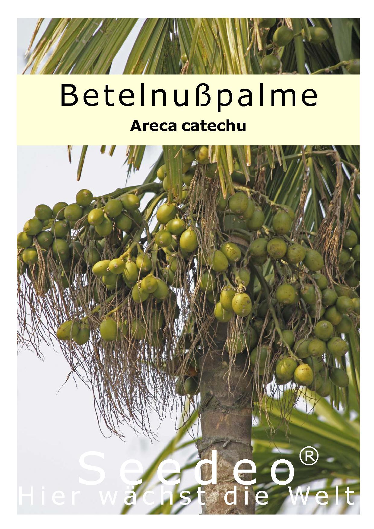 Seedeo® Betelnußpalme (Areca Catechu) 3 Samen