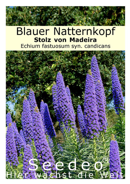 Seedeo® Blauer Natternkopf Stolz von Madeira (Echium fastuosum syn. candicans) 50 Samen