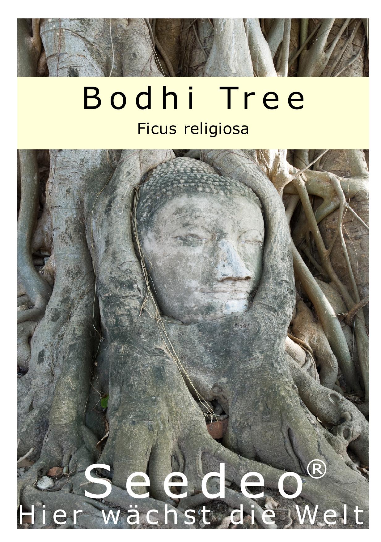 Seedeo® Bodhi Tree / Buddha Baum  (Ficus religiosa) 100 Samen