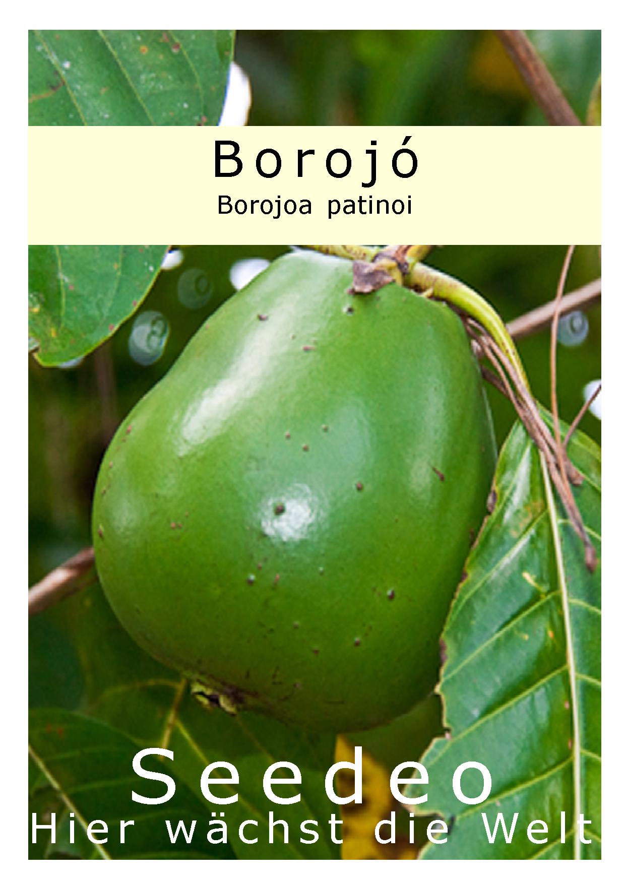 Seedeo® Borojó (Borojoa patinoi) 10 Samen