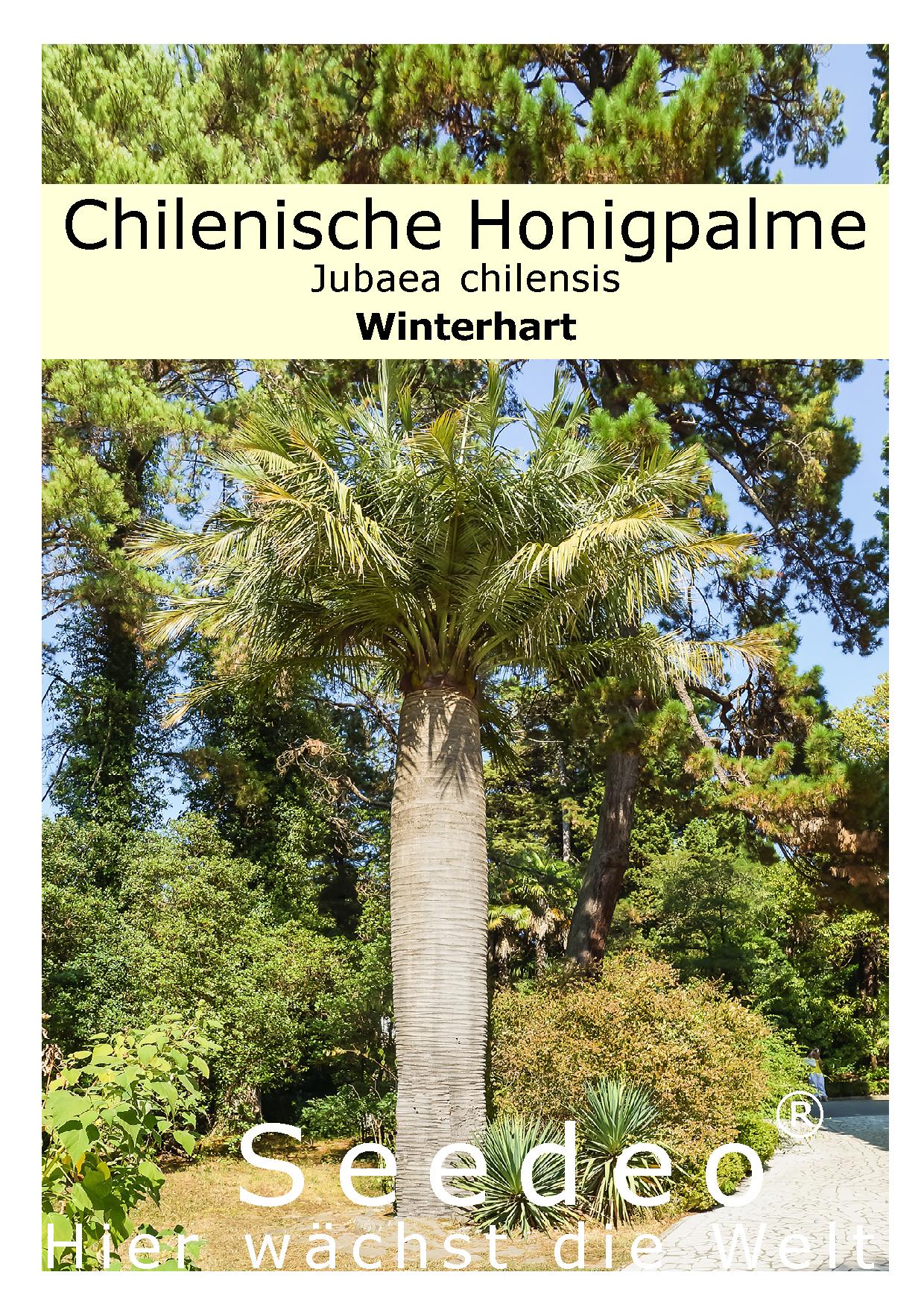 Seedeo® Chilenische Honigpalme (Jubaea chilensis) 3 Samen
