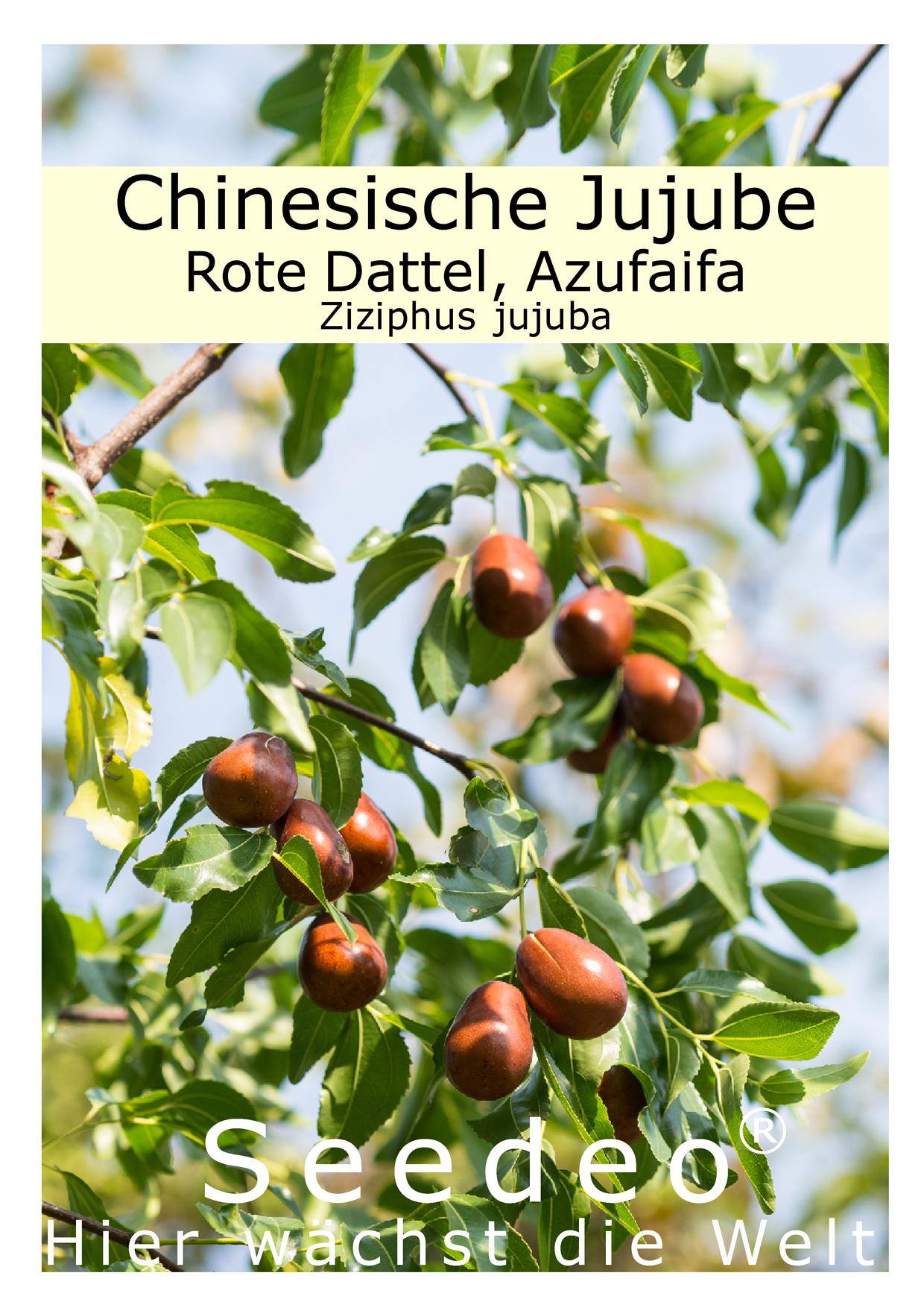 Seedeo® Chinesische Jujube (Ziziphus jujuba) 10 Samen
