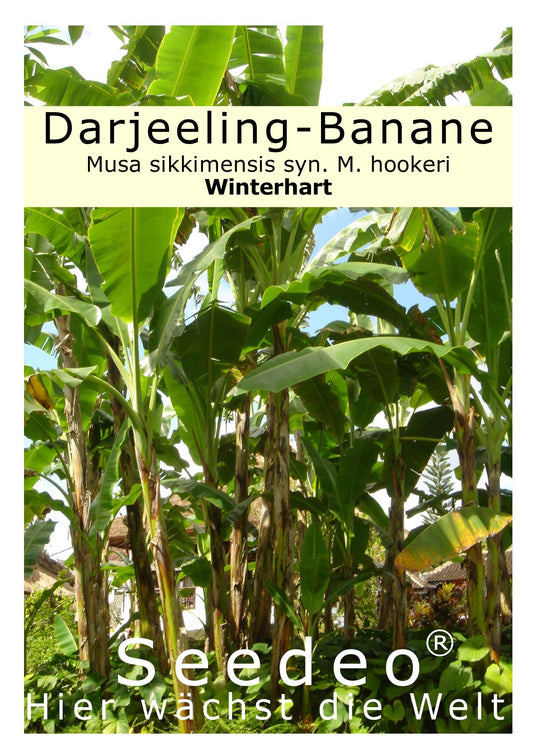 Seedeo® Darjeeling-Banane (Musa sikkimensis) 10 Samen