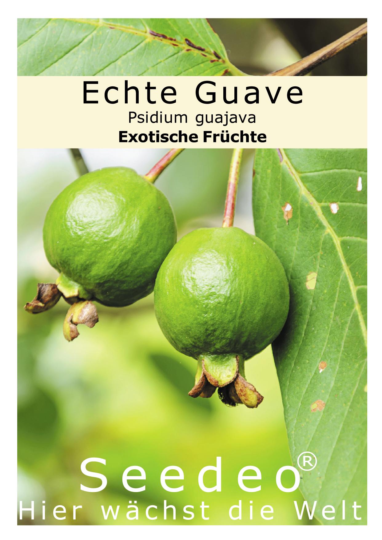 Seedeo® Echte Guave ( Psidium guajava) 100 Samen