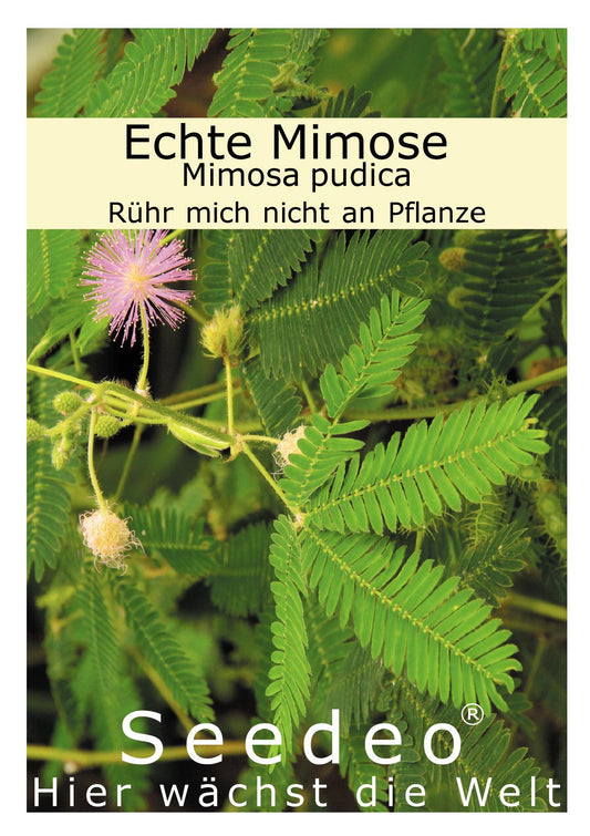 Seedeo® Echte Mimose (Mimosa pudica) 150 Samen