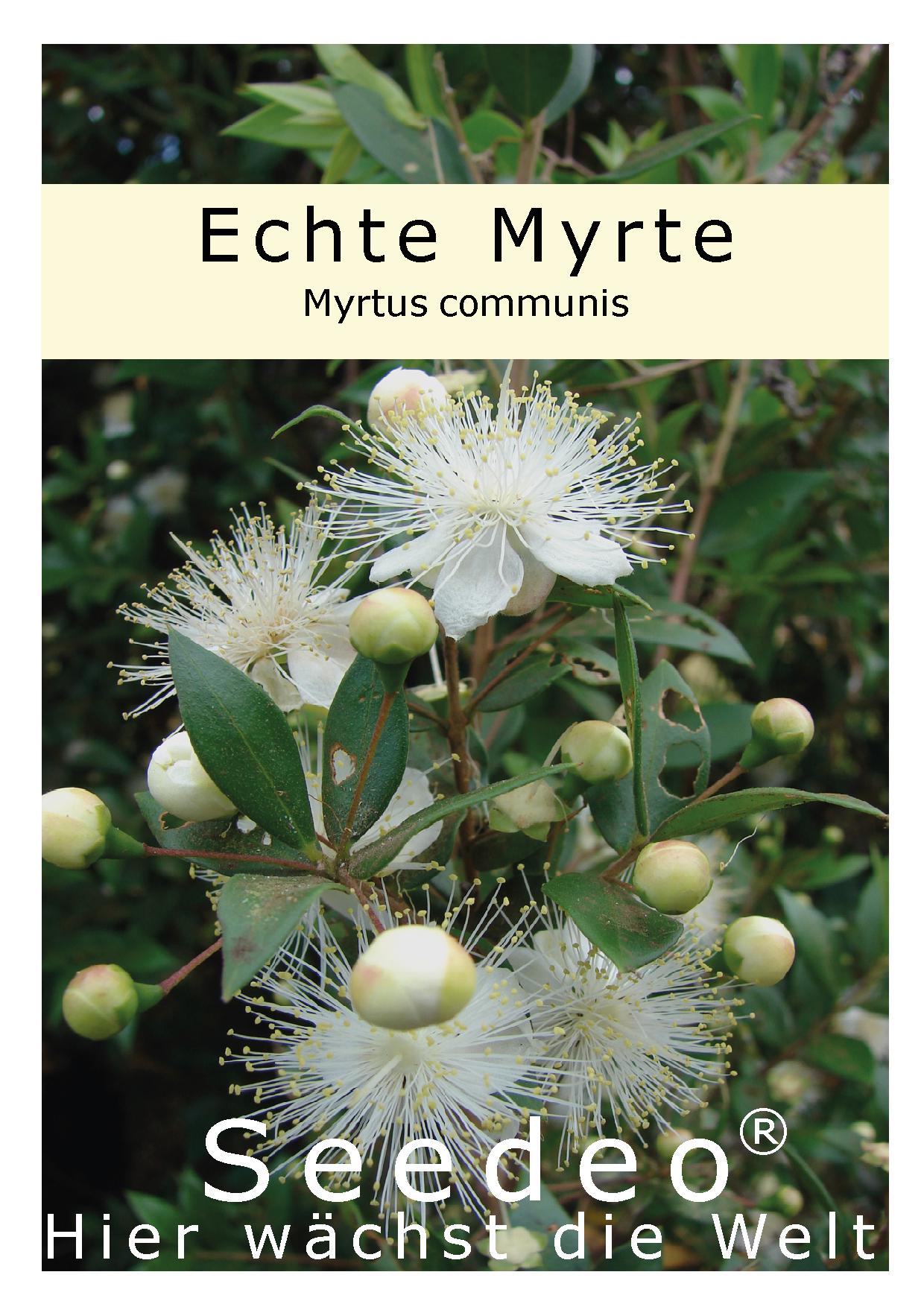 Seedeo® Echte Myrte (Myrtus communis) 30 Samen