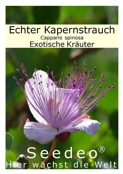 Seedeo® Echter Kapernstrauch (Capparis spinosa) 50 Samen