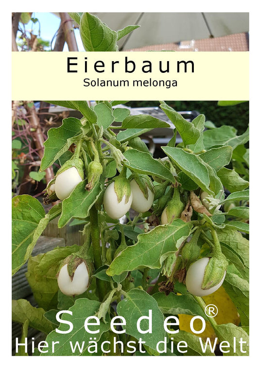 Seedeo® Eierbaum (Solanum melonga) 20 Samen