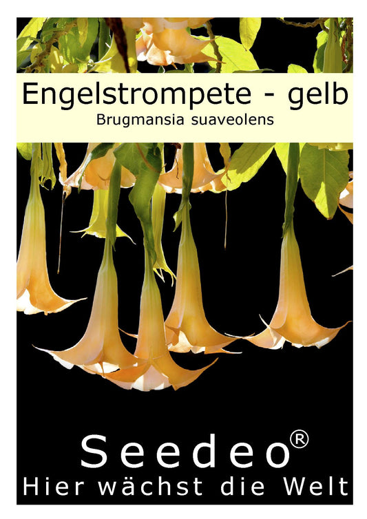 Seedeo® Engelstrompete gelb - Brugmansia suaveolens 10 Samen