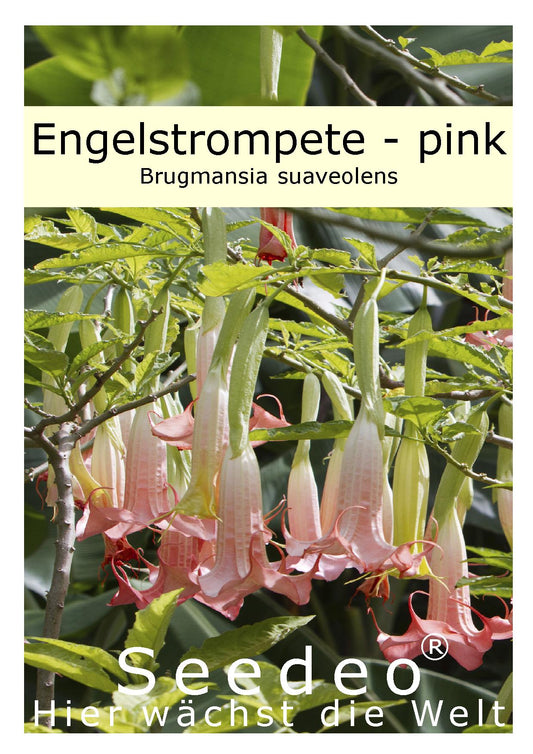Seedeo® Engelstrompete pink - Brugmansia suaveolens 10 Samen