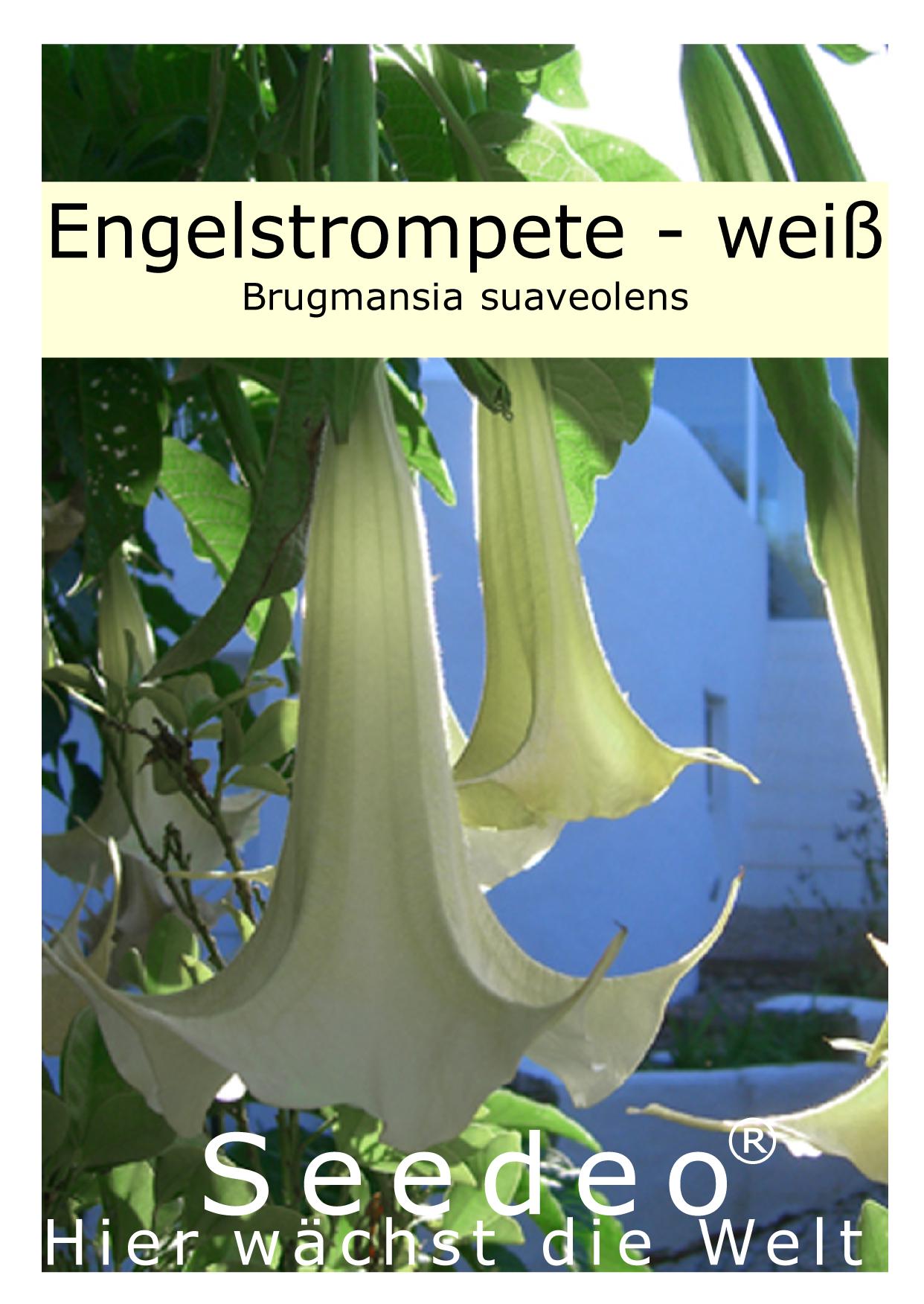 Seedeo® Engelstrompete weiß-hängend - Brugmansia suaveolens 10 Samen