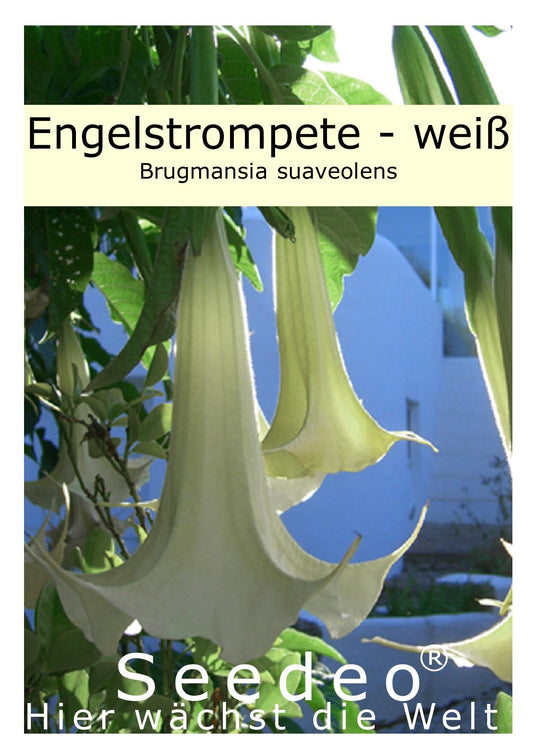 Seedeo® Engelstrompete weiß-hängend - Brugmansia suaveolens 10 Samen