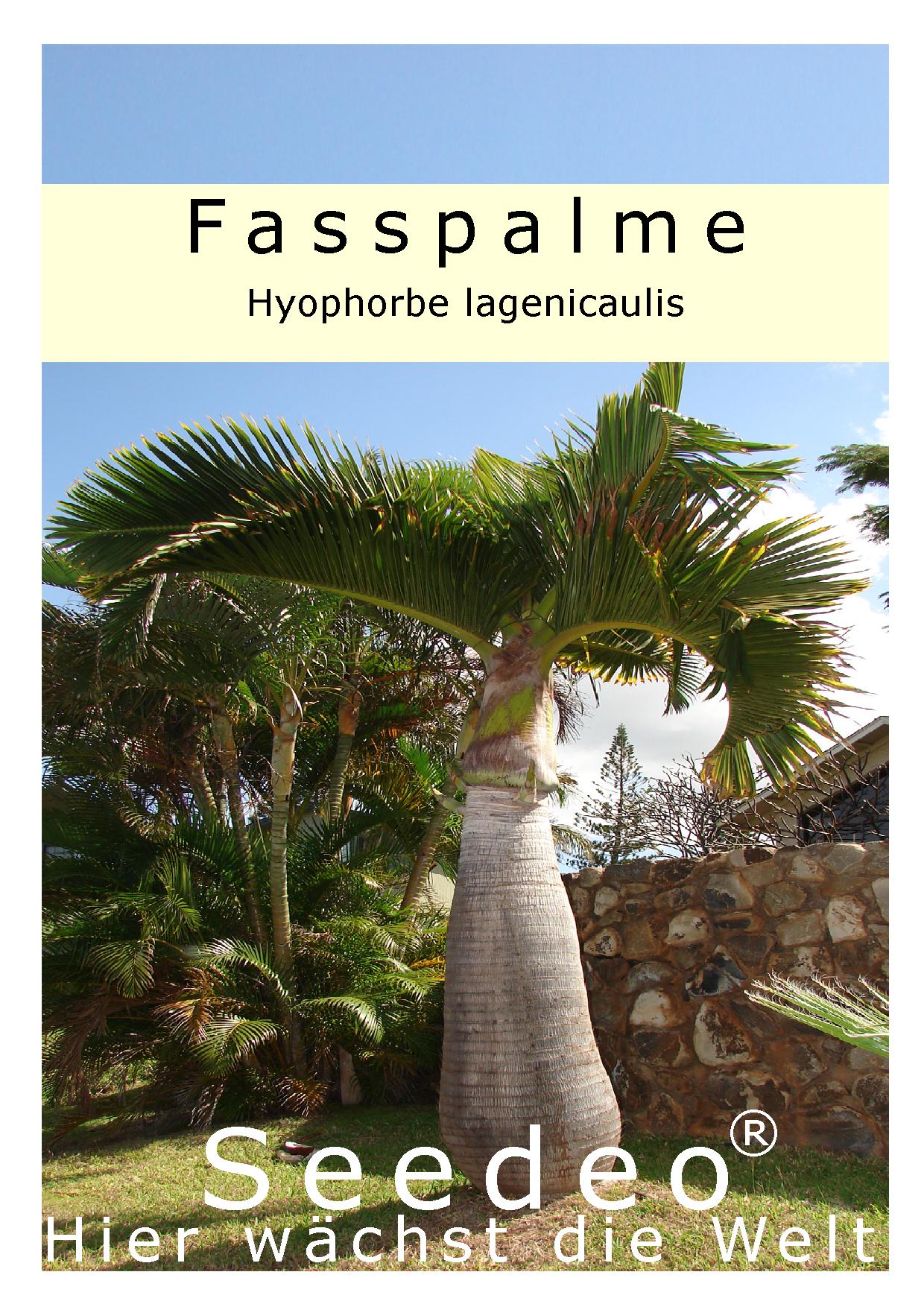 Seedeo® Fasspalme (Hyophorbe lagenicaulis) 5 Samen
