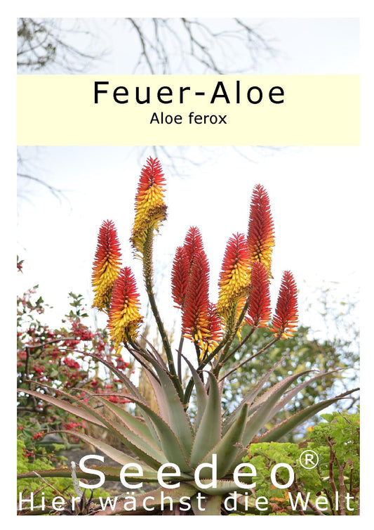 Seedeo® Feuer-Aloe (Aloe ferox) 10 Samen