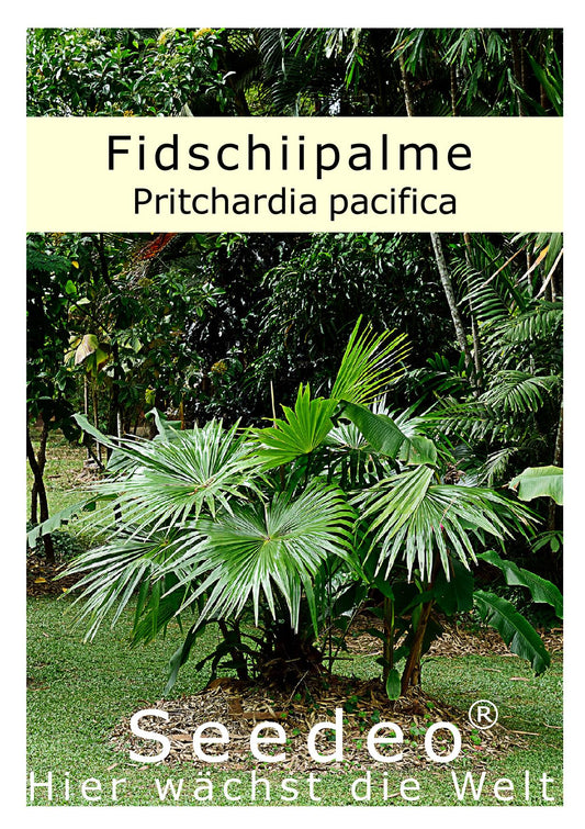 Seedeo® Fidschiipalme (Pritchardia pacifica) 10 Samen