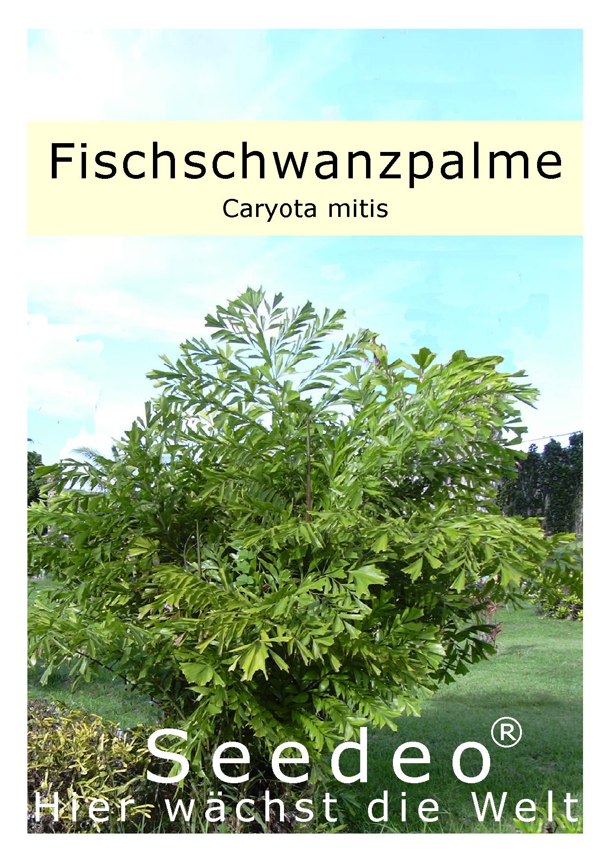 Seedeo® Fischschwanzpalme (Caryota mitis) 10 Samen