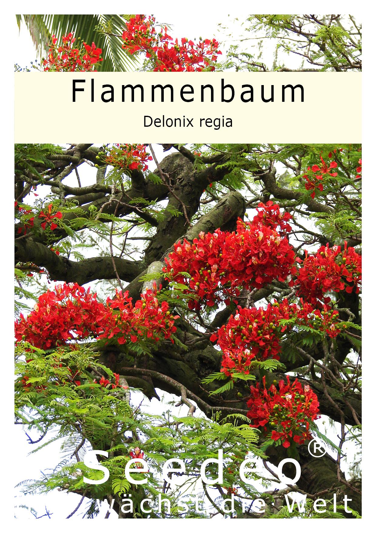 Seedeo® Flammenbaum/Flamboyant - (Delonix regia) 6 Samen
