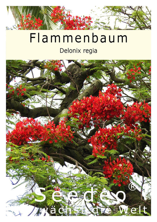 Seedeo® Flammenbaum/Flamboyant - (Delonix regia) 6 Samen