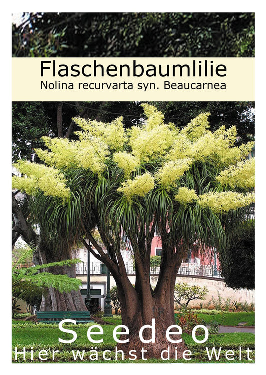Seedeo® Flaschenbaumlilie - Elefantenfuß -(Nolina recurvata) 10 Samen