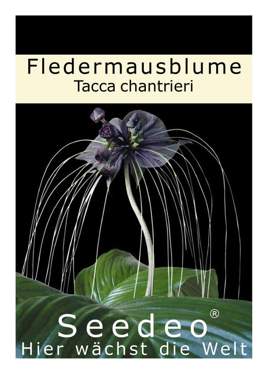 Seedeo® Fledermausblume (Tacca chantrieri) 15 Samen